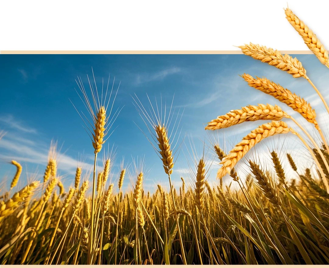 A bumper harvest of grain A bumper harvest of grain