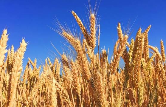 Wheat Wheat