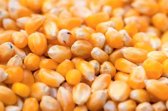 Corn Corn