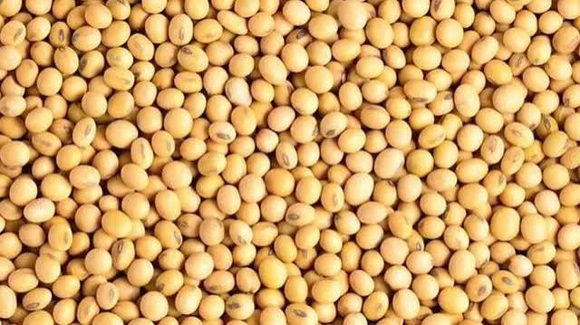 Soybean Soybean